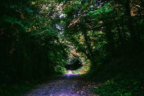 Imagine de stoc gratuită din anotimp, arbori, cădere