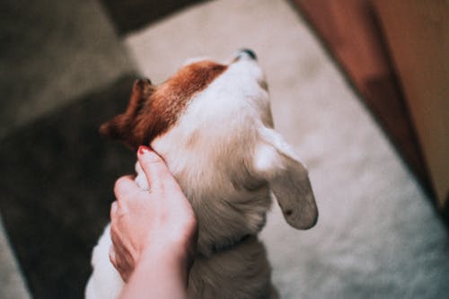 Photo Of Person Touching Dog