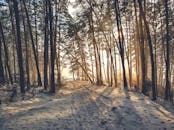 冬日森林一片宁静，柔和的阳光洒下，白雪覆盖的小路旁高耸着树木