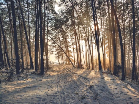 冬日森林一片宁静，柔和的阳光洒下，白雪覆盖的小路旁高耸着树木