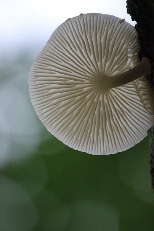 Close-up of Fungi Growing on Tree Trunk 