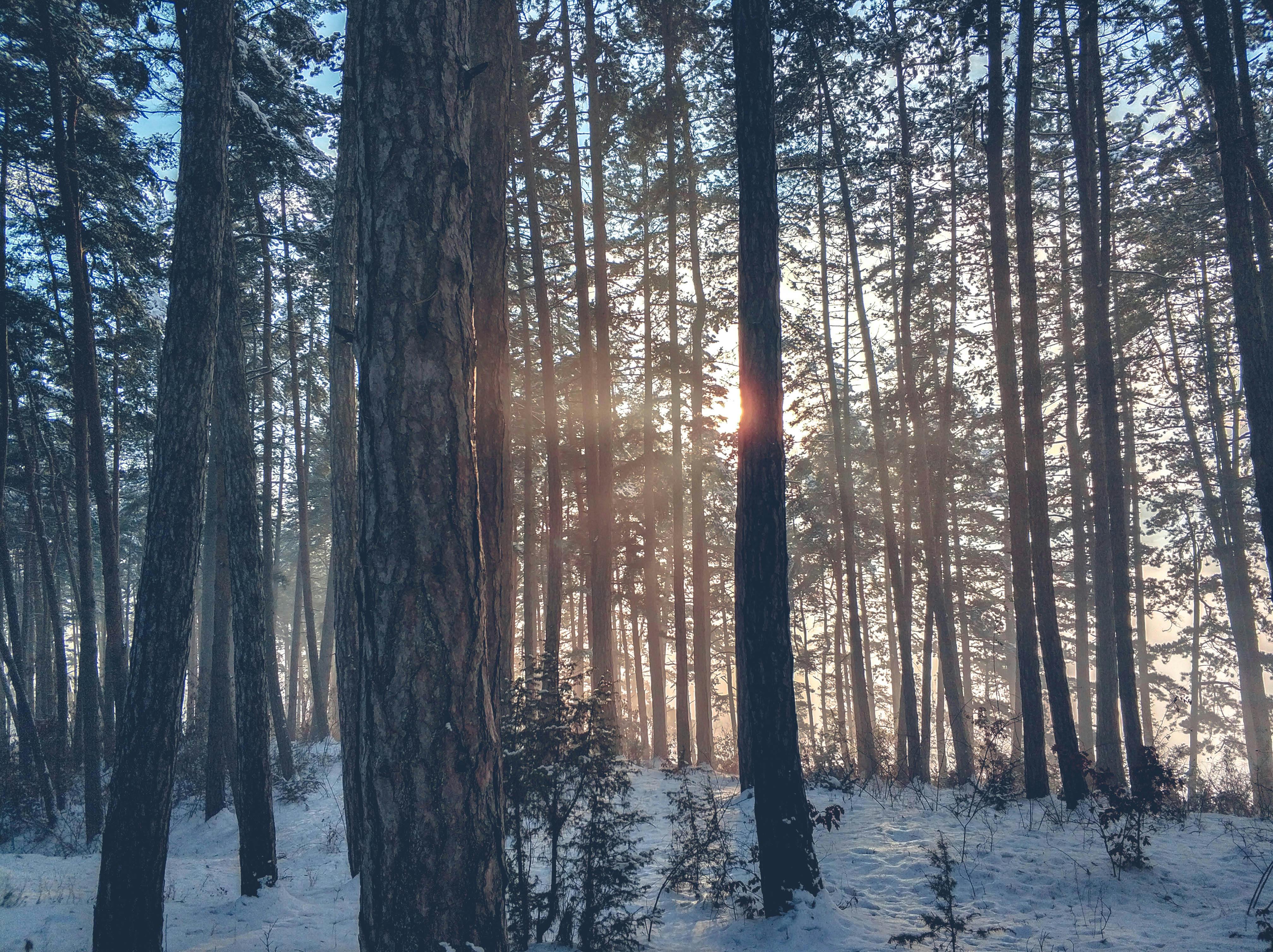 forest trees