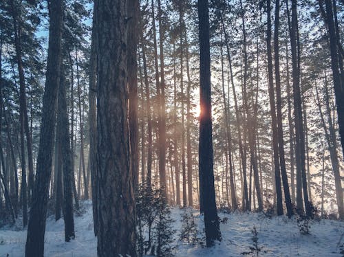 Free Forest Trees Stock Photo