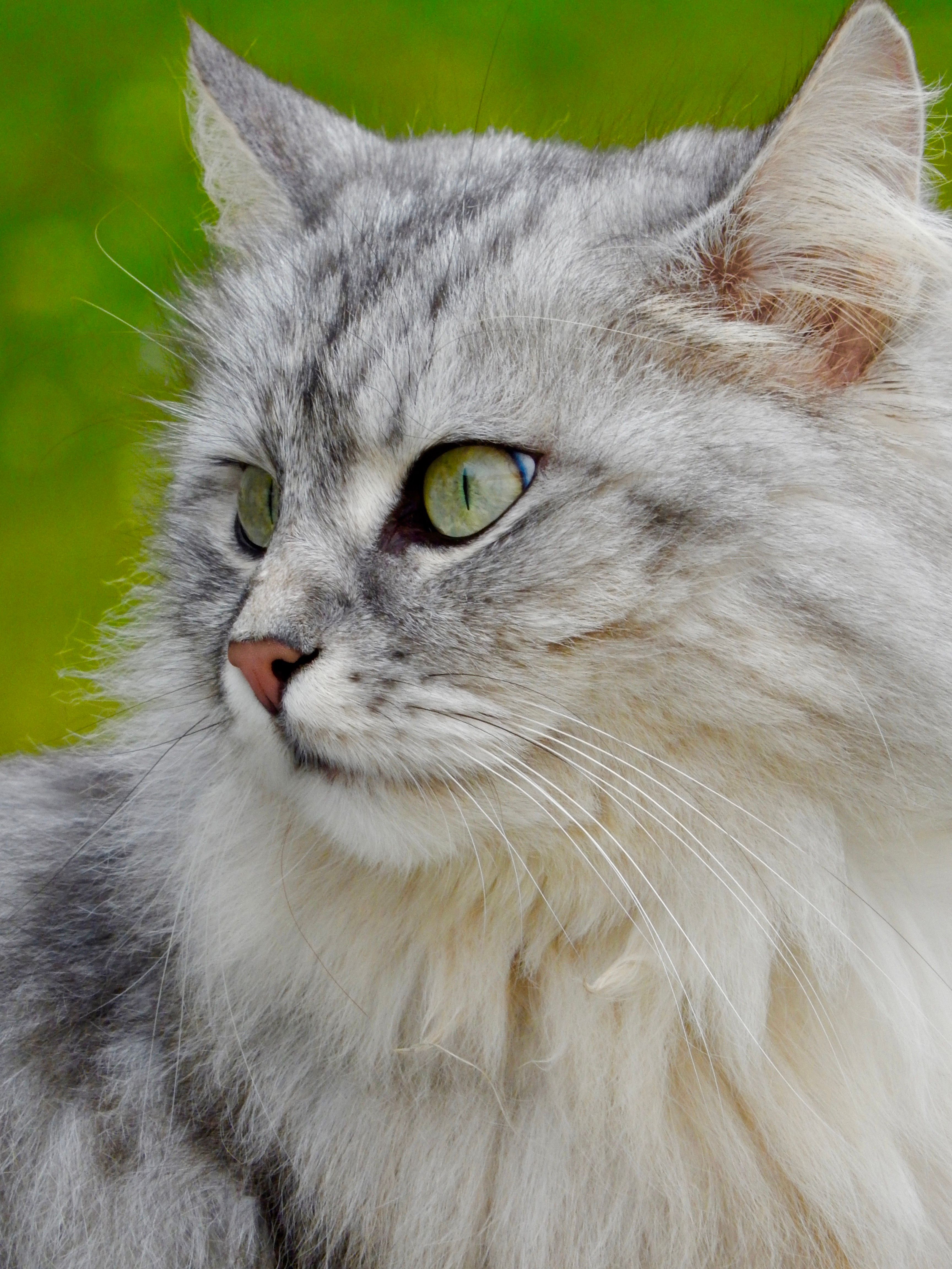 Close-up of a Domestic Cat with Long Hair · Free Stock Photo