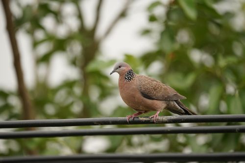 Free Close-up of a spotted dove perched peacefully on a wire against a natural outdoor backdrop. Stock Photo