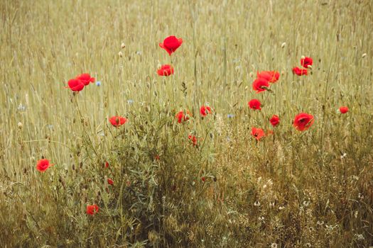 Red poppies in a field with grass