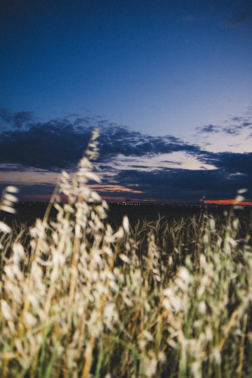 Grass on a Field at Sunset 