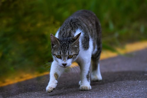 A Tabby Cat Walking on the Road Outside 