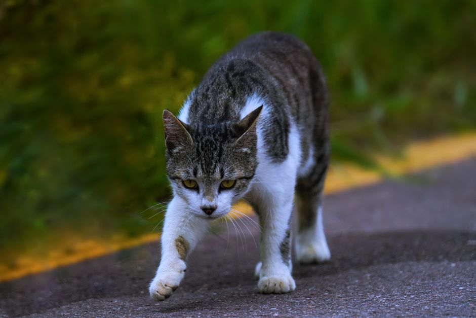 Tag der Straßenkatze