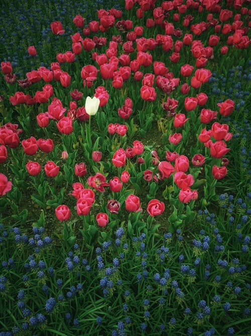 Tulips and Grape Hyacinths Growing on a Field 