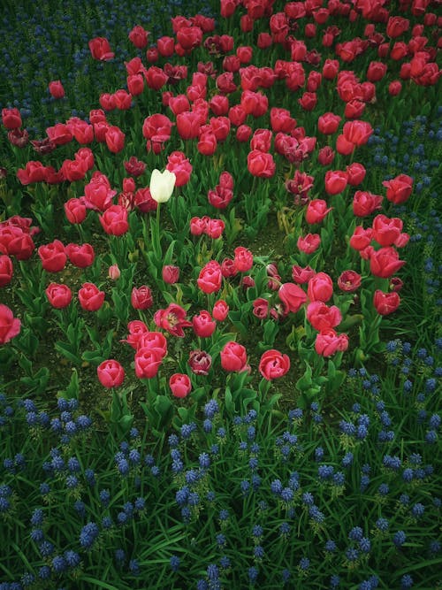 Foto d'estoc gratuïta de bellesa, creixement, flor