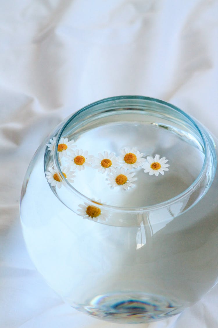 Daisies In A Bowl With Clear Water 