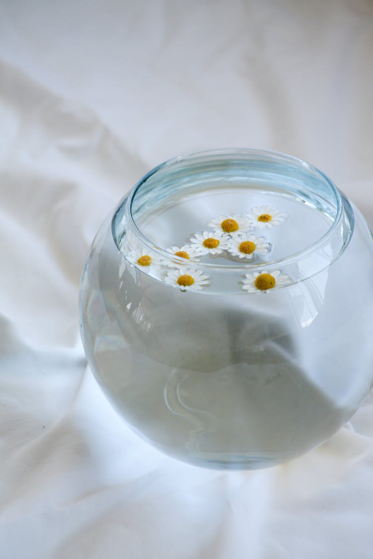 Daisies In A Bowl With Clear Water 