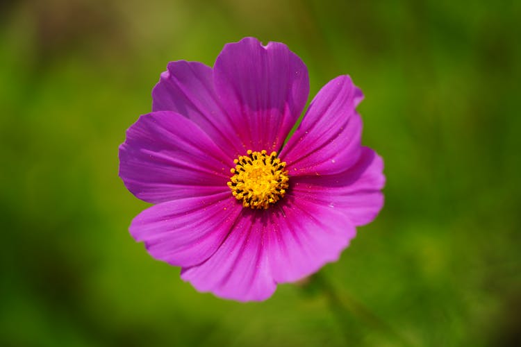 Close-up Of A Purple Cosmos Flower