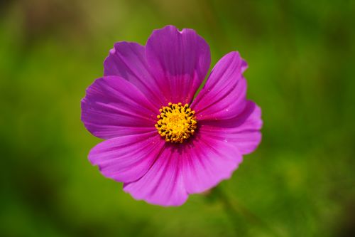 Free Detailed macro shot of a vivid purple cosmos flower showcasing its bright petals and golden center. Stock Photo