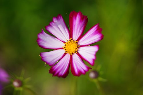Close-up Photo of a Cosmos Flower
