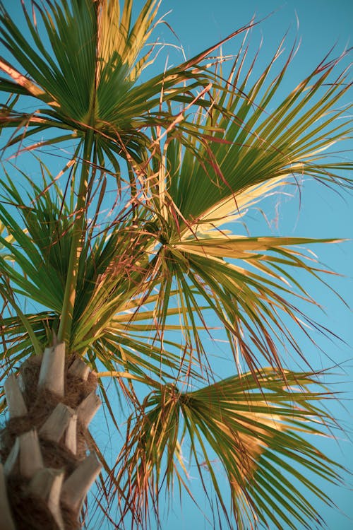 Free stock photo of palm tree