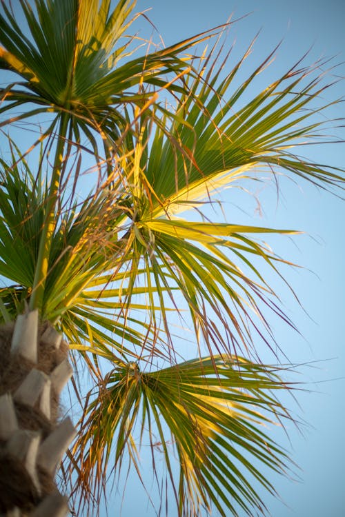 Free stock photo of palm tree Stock Photo