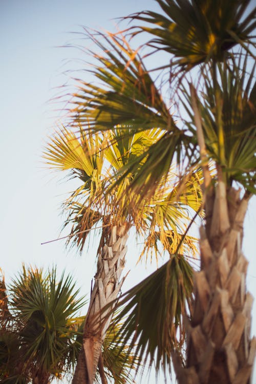 Free stock photo of palm trees