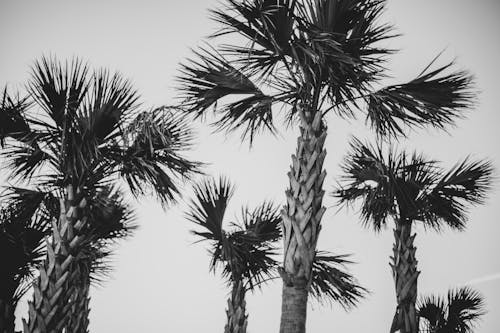 Free stock photo of palm trees Stock Photo