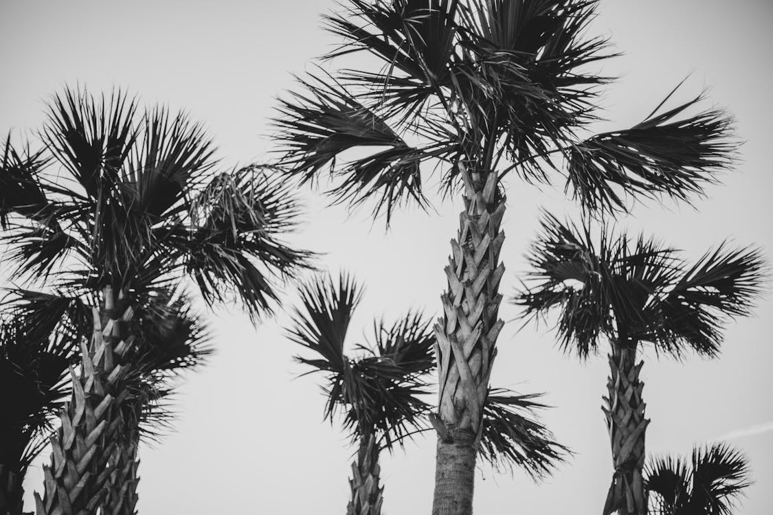 Free stock photo of palm trees