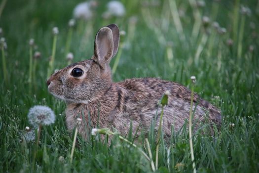 A wild rabbit sitting among dandelions in a lush green field, captured in a close-up shot.