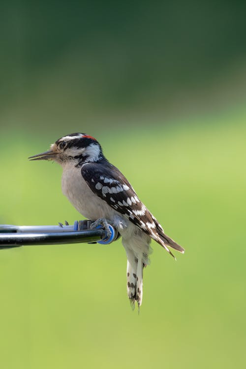 Downy Woodpecker Bird