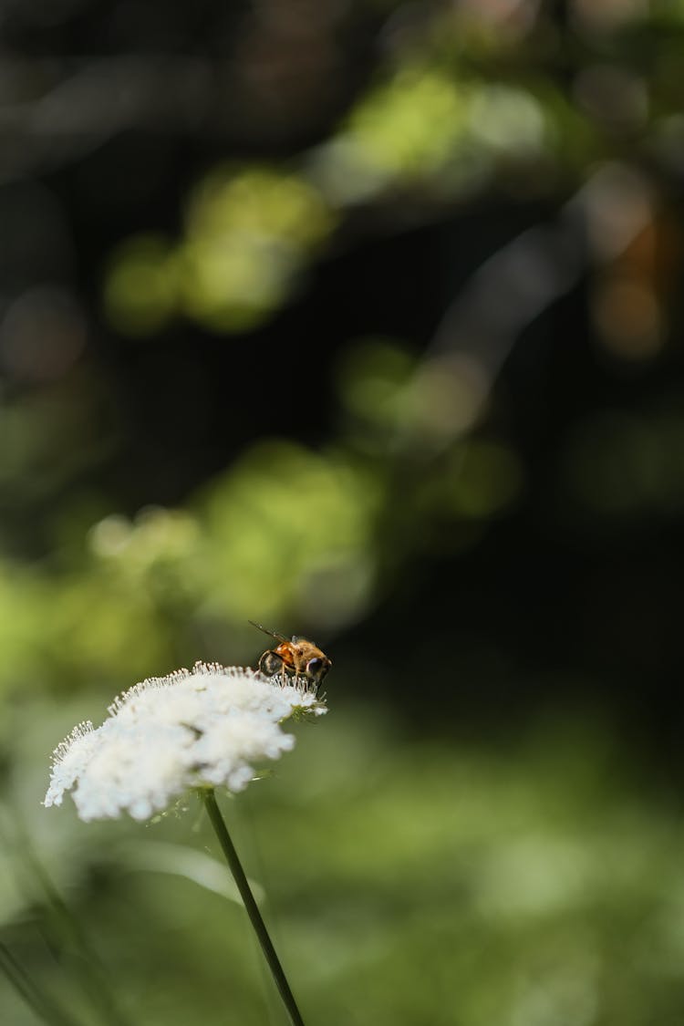 Bee On White Flower