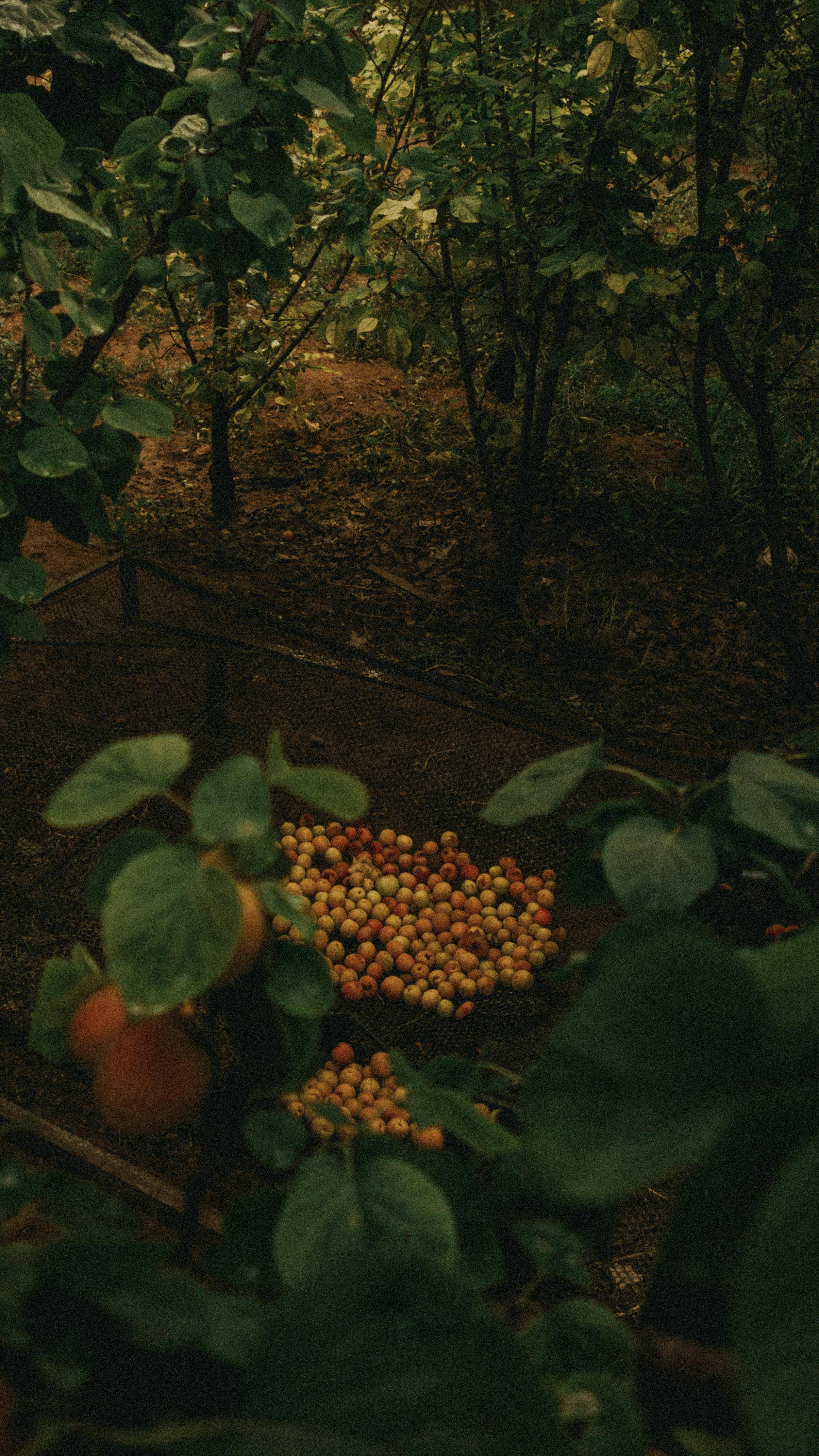 A basket of freshly picked fruits nestled in a green orchard setting, perfect for nature and farming themes.