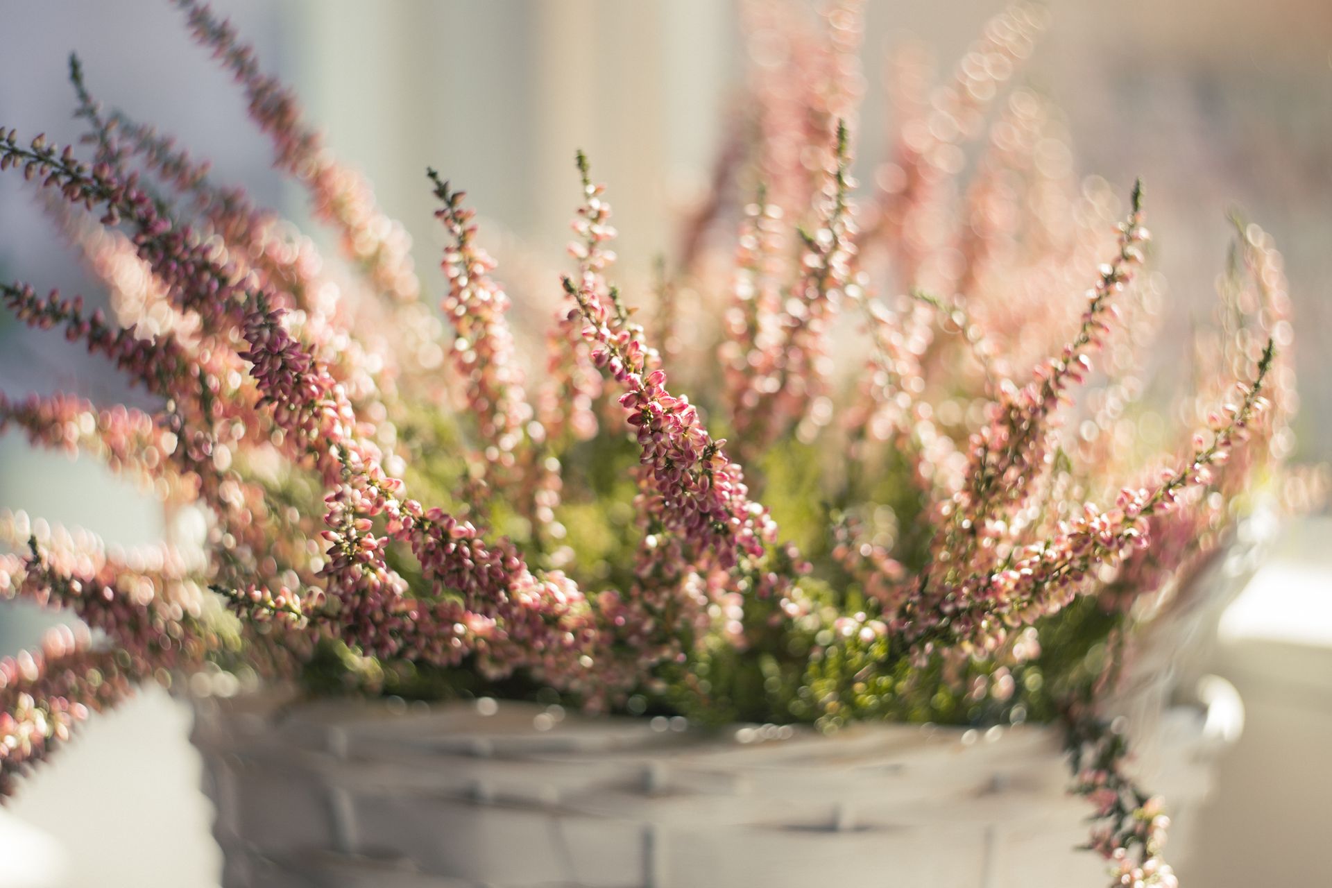 Vibrant pink heather flowers in a bright outdoor setting, bathed in sunlight.