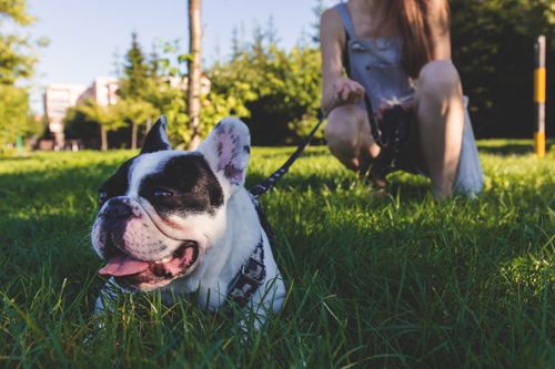 Free Cute French Bulldog resting on grass with owner in sunny park. Stock Photo