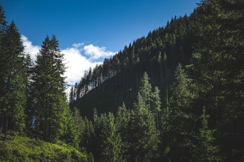 ağaçlar, dağ, duvar kağıdı içeren Ücretsiz stok fotoğraf