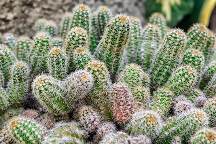 Lots Of Little Cacti