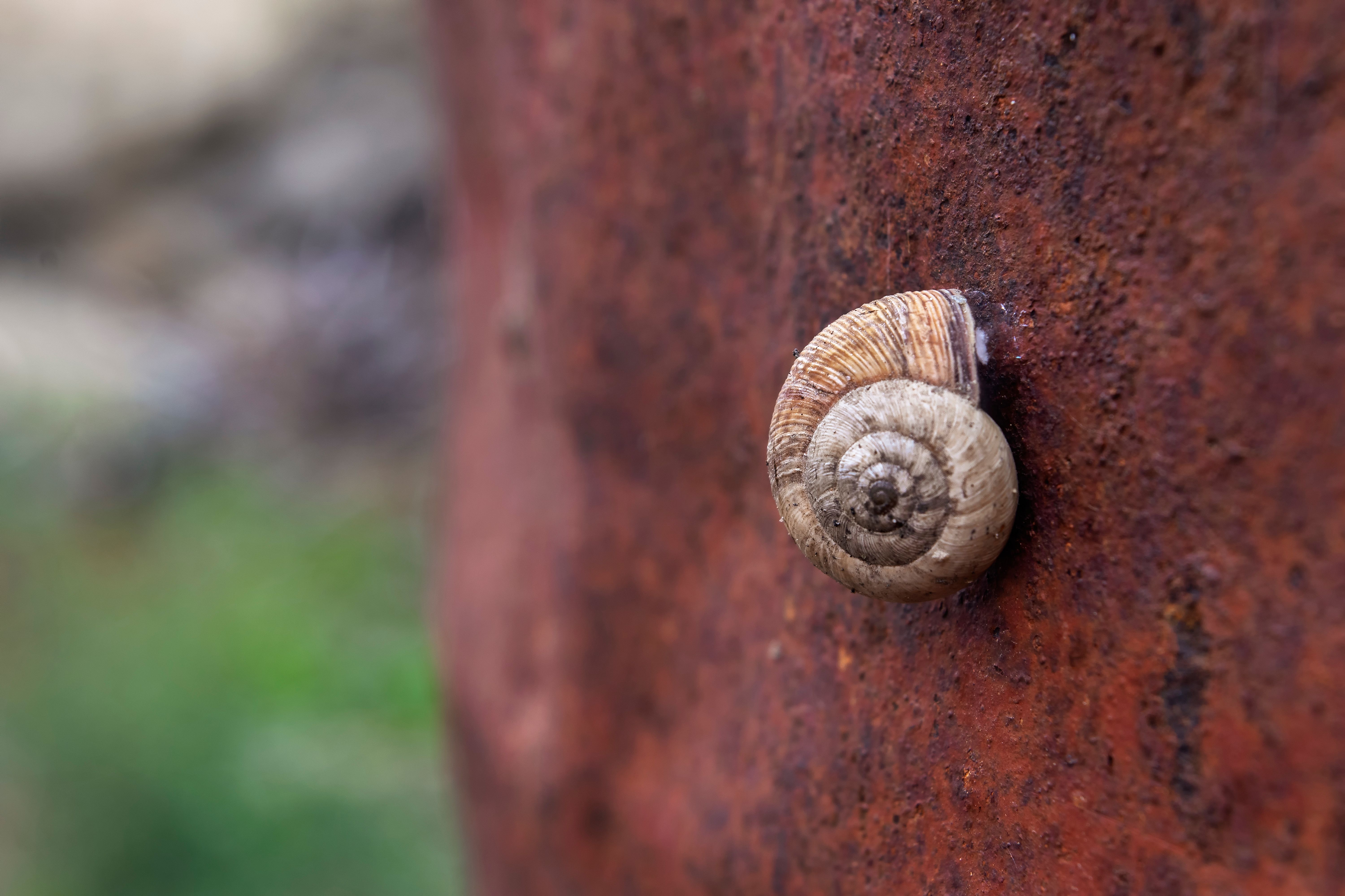 Detailed macro photograph of a snail shell on a rusty metal surface, showcasing nature's textures.