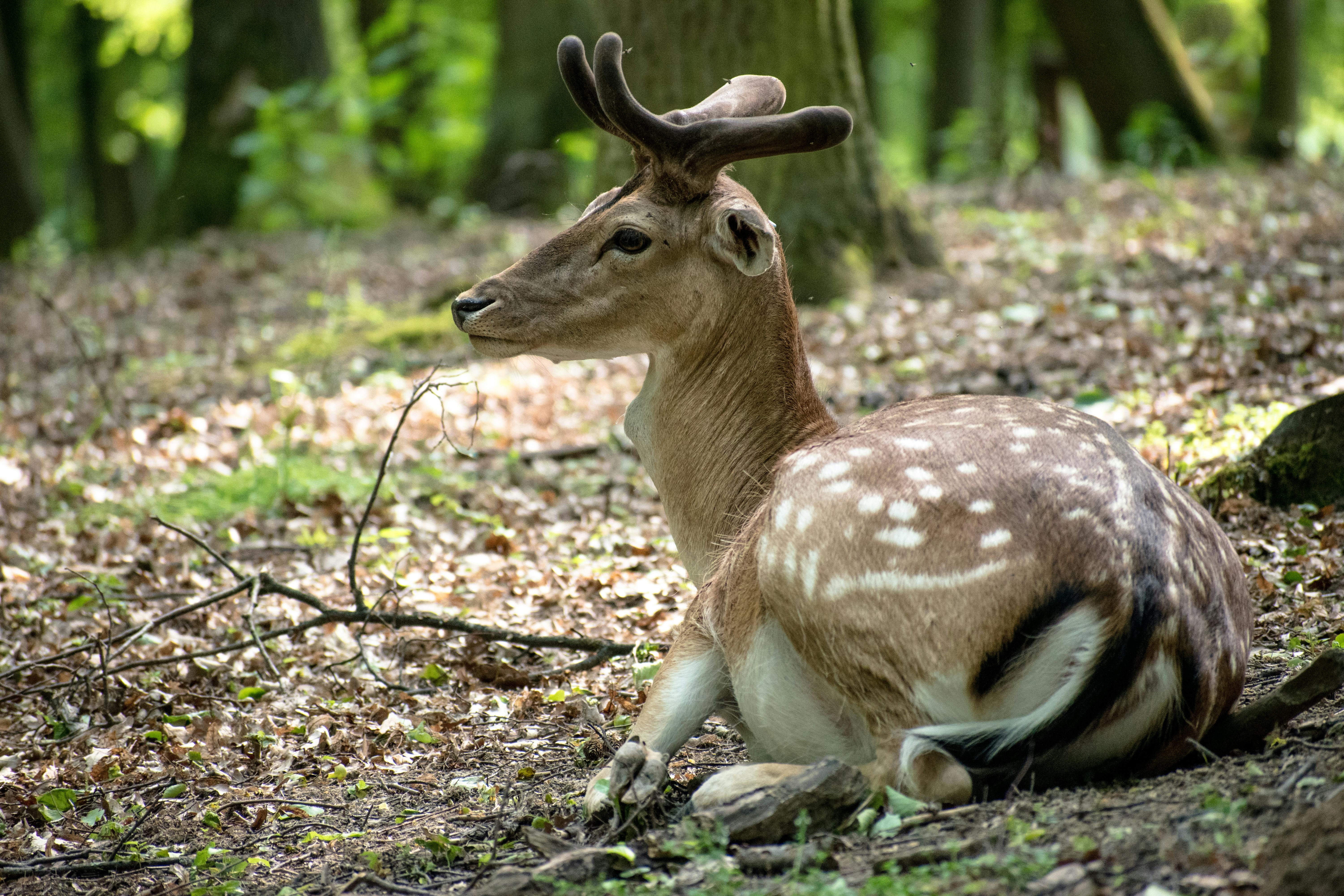 grátis Foto profissional grátis de @exterior, animais selvagens, animal Foto profissional