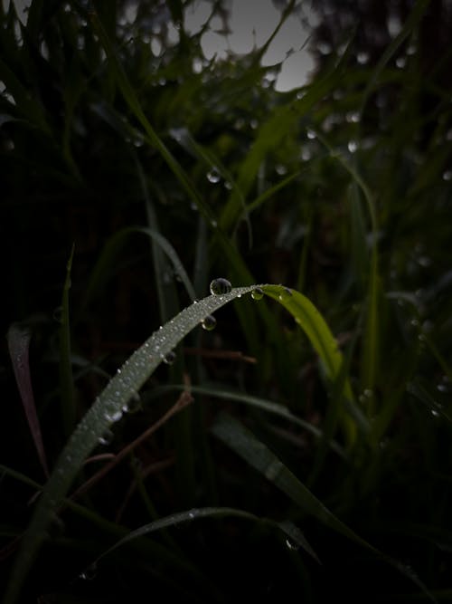 Základová fotografie zdarma na téma @ venku, fotografie, jaro