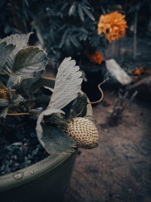 Základová fotografie zdarma na téma @ venku, fotografie, jahoda