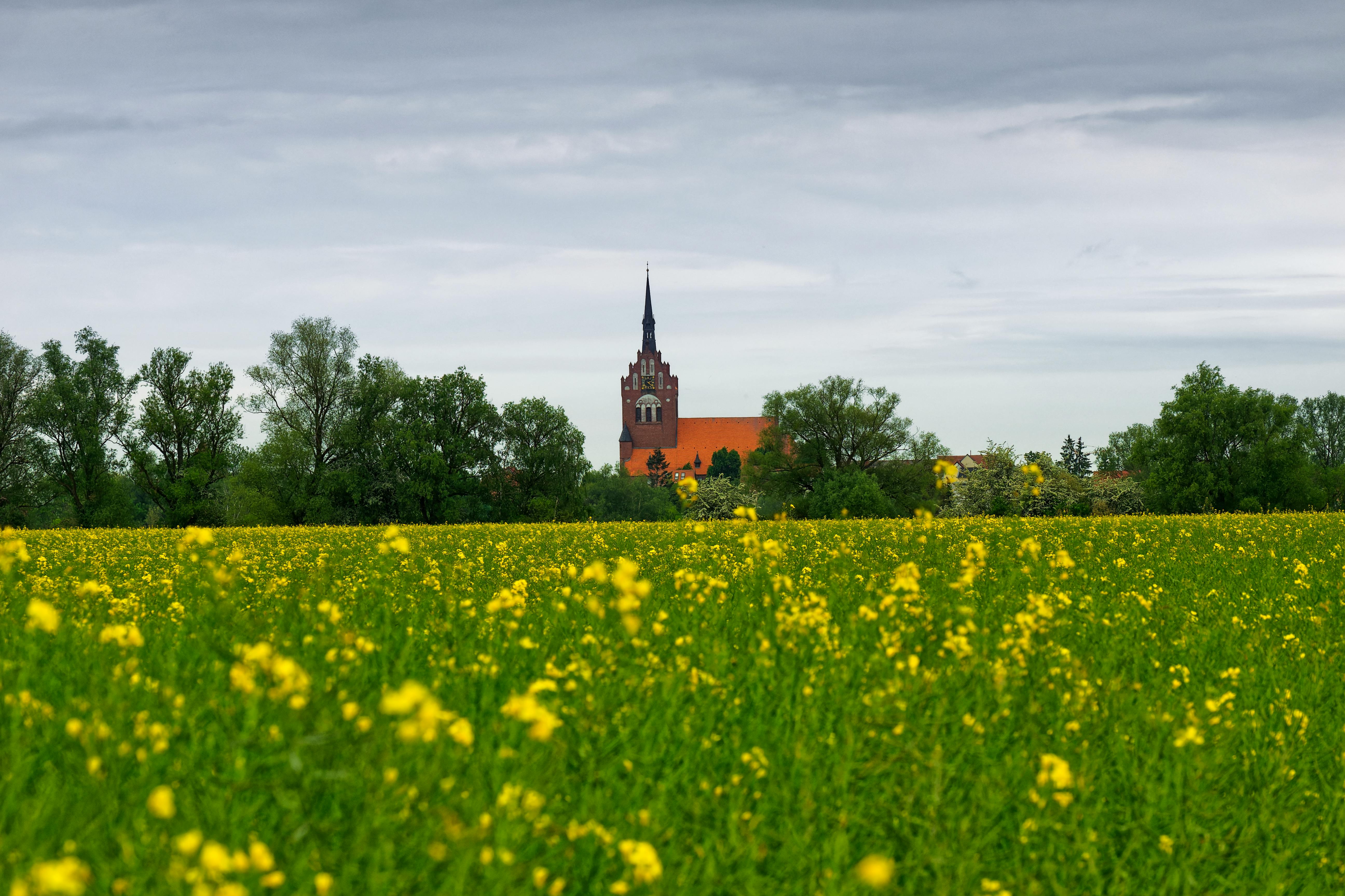 A picturesque church tower rises above a vibrant yellow flower meadow under a cloudy sky.