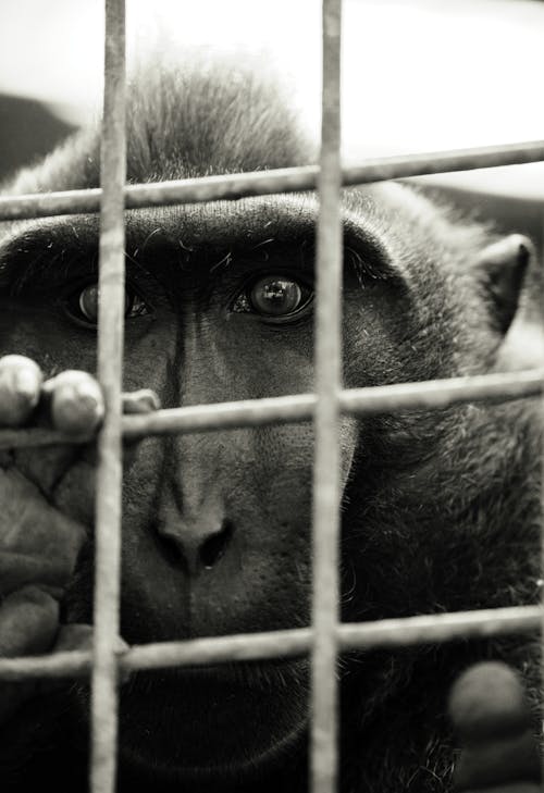 Monkey in Metal Cage