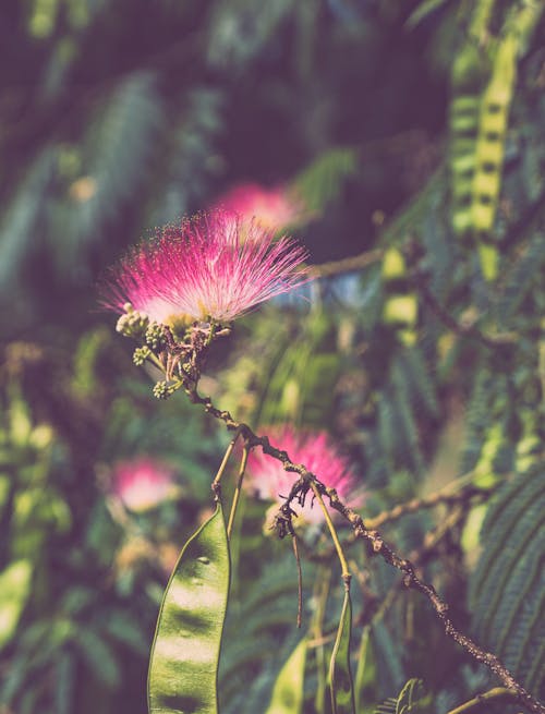 Immagine gratuita di albero di mimosa, crescita, delicato