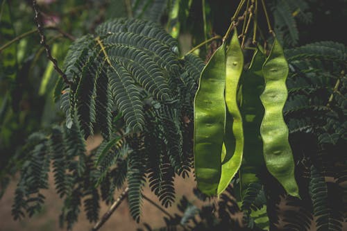 Close-up of Green Leaves and Pods 