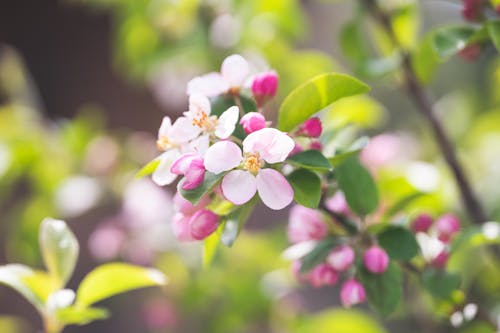 Fotobanka s bezplatnými fotkami na tému čerstvosť, jar, kvet ovocného stromu