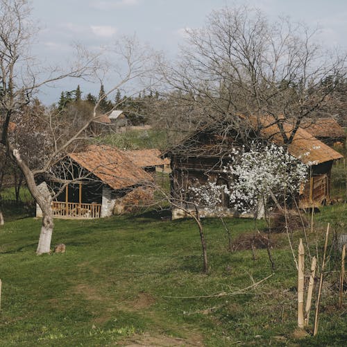 Foto d'estoc gratuïta de arbres, bungalous, camp