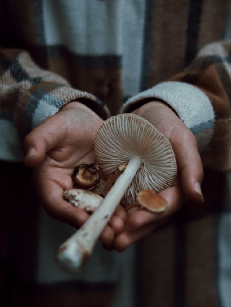 Mushroom In Hands