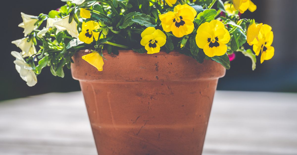 Growing roses containers balcony β practical guide overview