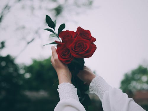 Close-up of Woman Holding A Bunch of Red Roses