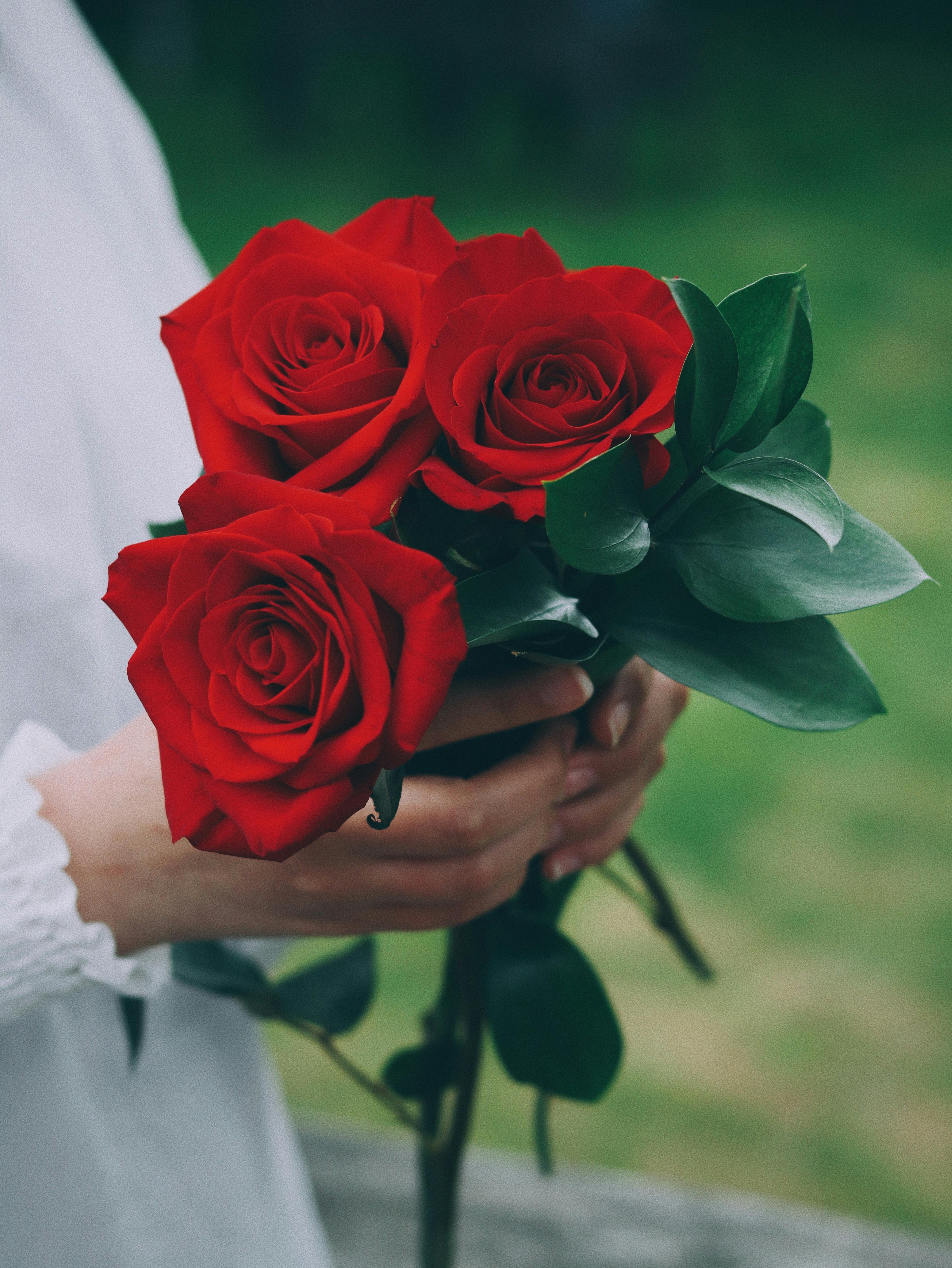 Bouquet of Red Roses in Hands