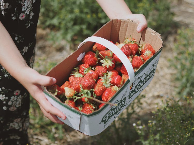 Hands Holding Box Of Strawberries