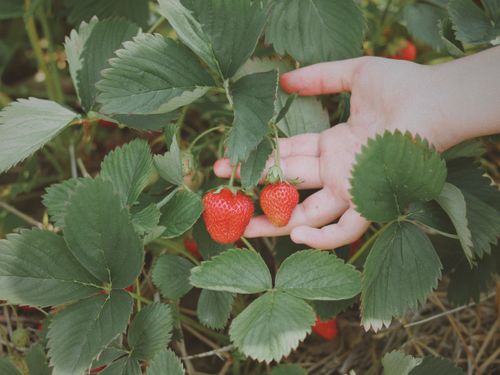 Free A close-up image of a hand picking fresh ripe strawberries from the garden. Stock Photo