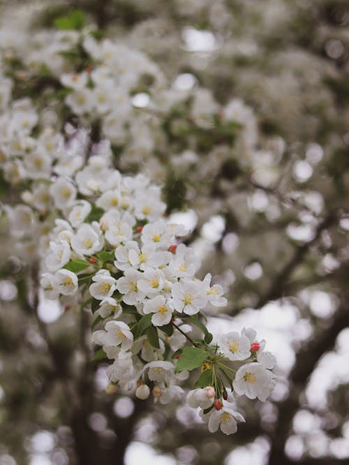 無料 フラワーズ, フローラ, 咲くの無料の写真素材 写真素材